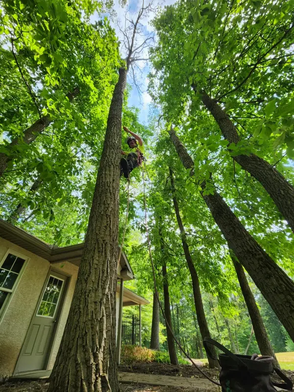 Large tree close to a residential structure