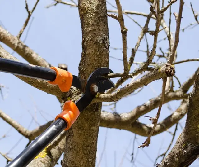 Tree Pruning context for Point Pleasant Tree Service