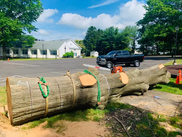 Tree Removal context for McKays Tree Services