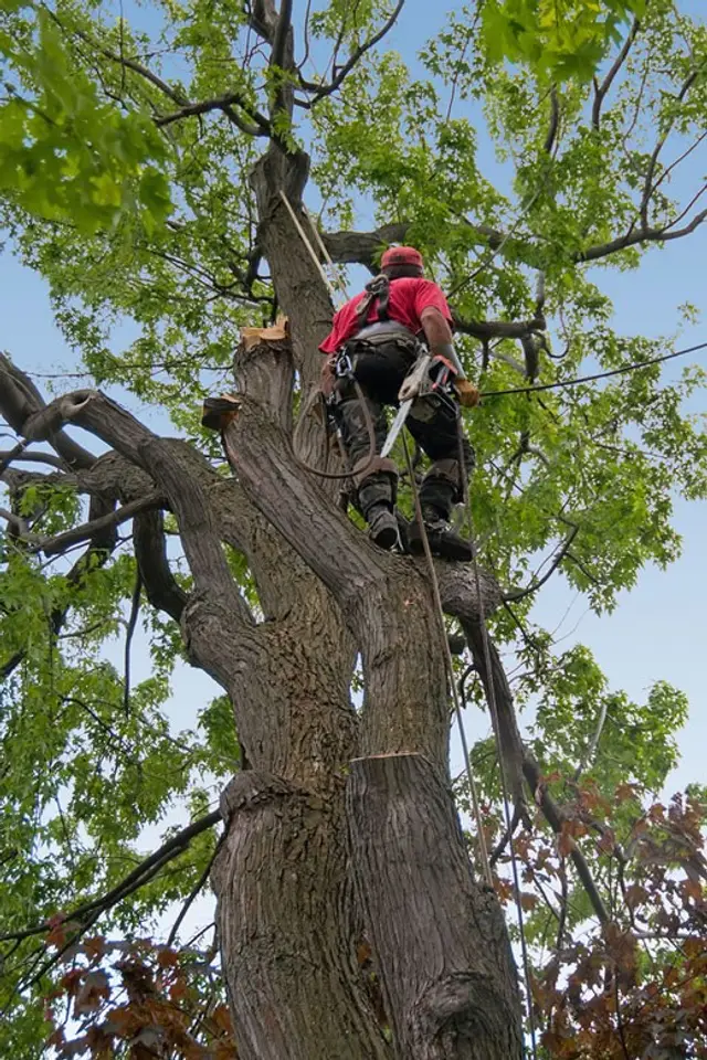 Tree Removal context for Point Pleasant Tree Service