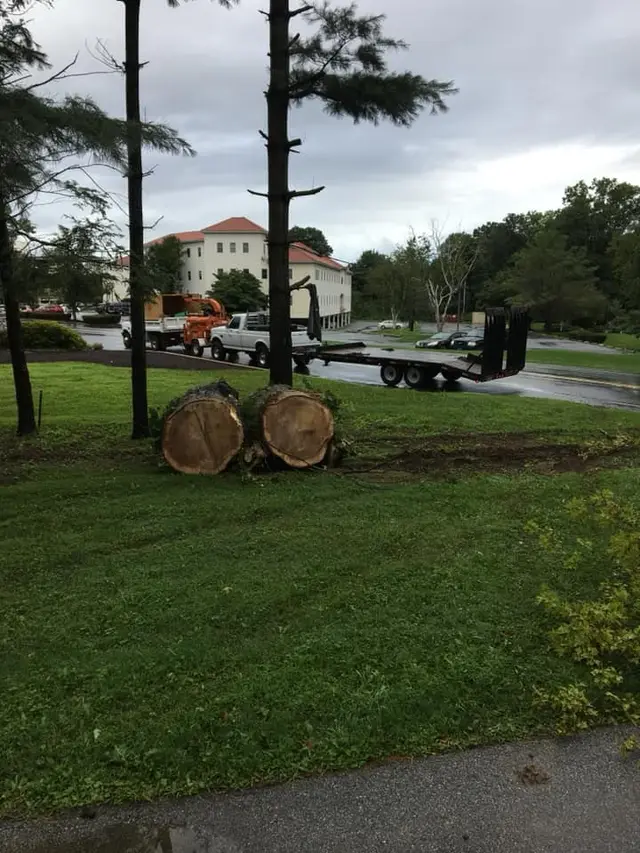 Stump Grinding context for Pittock's Tree and Landscape, LLC
