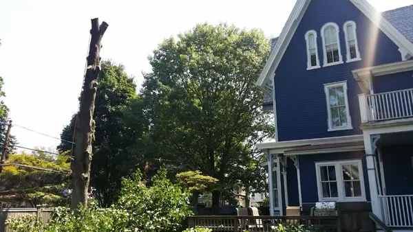 Large tree trunk being taken down in sections beside a blue Victorian house in Doylestown, PA