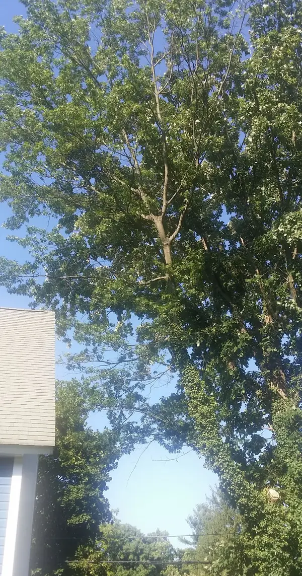 Climber pruning a tall tree in Doylestown, PA