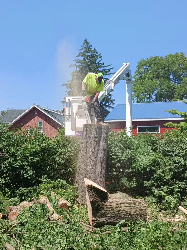 Bucket operator cutting a large trunk