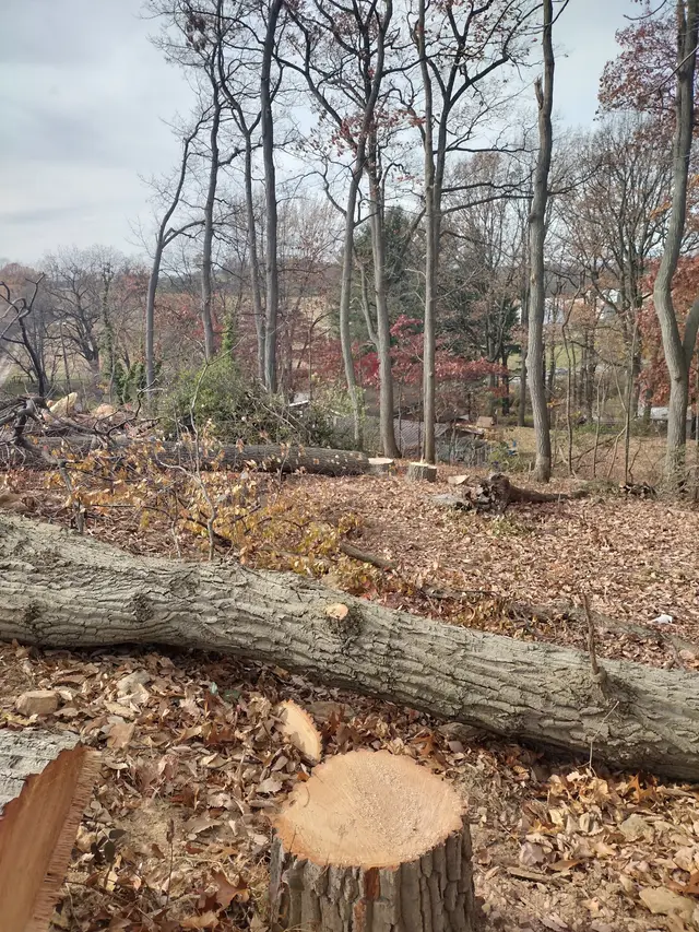 Brush and Shrub Clearing context for Jorges Tree Service